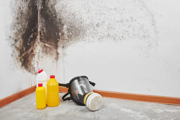 Best Bathroom Mold Remediation in Ames, TX