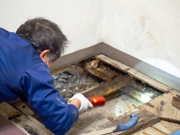 Best Mold Testing and Inspection Services in Ames, TX