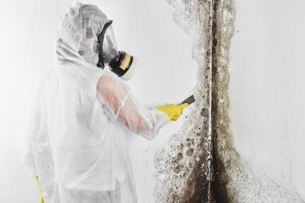 Trusted Ames, TX Mold Remediation Experts
