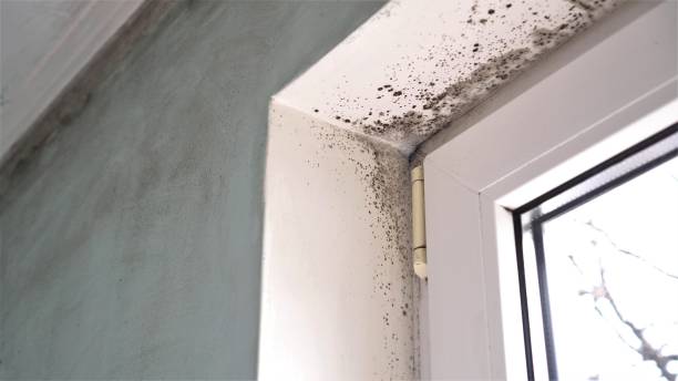 Best Attic Mold Remediation in Ames, TX