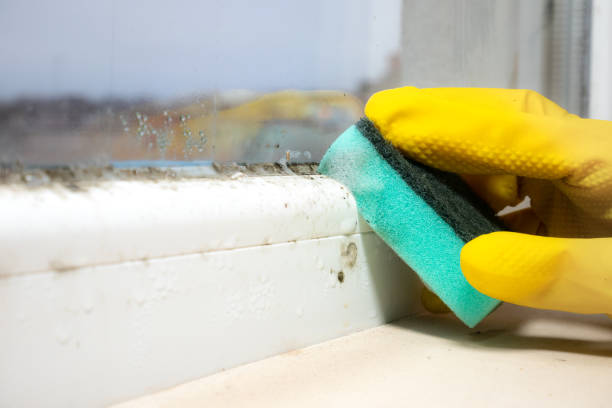 Best Residential Mold Remediation in Ames, TX