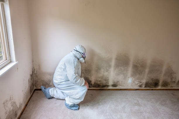Best Health and Safety Mold Remediation in Ames, TX