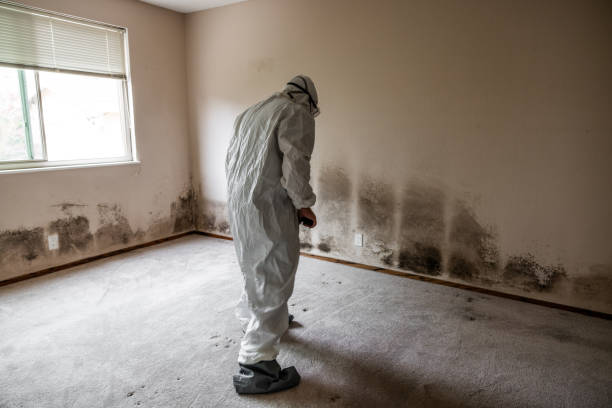 Best Commercial Mold Remediation in Ames, TX
