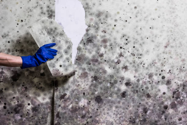 Best Localized Mold Remediation (e.g., coastal areas, humid climates) in Ames, TX