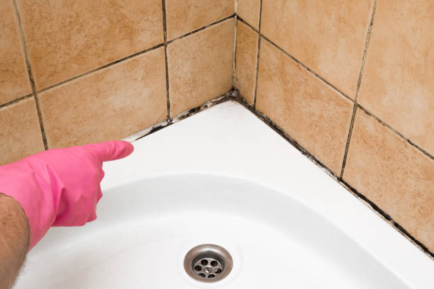 Best Kitchen Mold Remediation in Ames, TX
